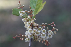 Elaeocarpus serratus